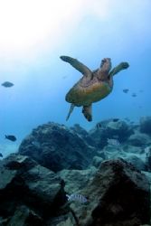 Yes, another Honu...Green Sea Turtle, west shore Oahu...s... by Glenn Poulain 